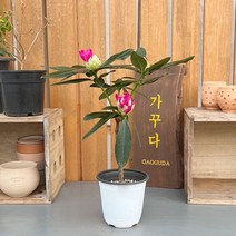 가꾸다 만병초 태양핑크