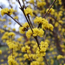 리서스원예 산수유나무 산수유 묘목 유실수 결실주 R2-3 전후 분묘, 산수유 결실주