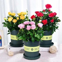 장미 씨앗 다채로운 장미 씨앗 20캡슐, 흰 장미 씨앗 20개