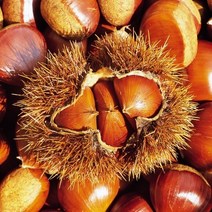 햇 알밤 1kg 국산 공주 옥광 생율 생밤 판매 진맛깔