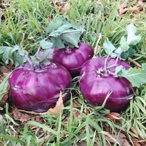 미소진 햇 콜라비 출하 (특품) 3kg 5kg 10kg, 1box