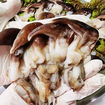 남해안 최고급 손질 새조개 제철 샤브샤브 살 회, 남해안 최고급 손질 새조개 1kg내외