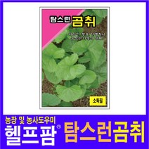 헬프팜 탐스런곰취 100립 씨앗 종자 그린하트바이오