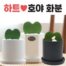 호야 하트호야 호야선인장 호야꽃 실내공기정화식물 침실공기정화식물 호야키우기 하트호야키우기 키우기좋은식물, 원형 화분, 화이트