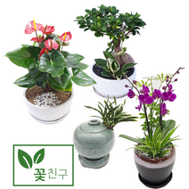 승진 취임 영전 축하 화분 동양란 서양란 호접란 만천홍, 연분홍