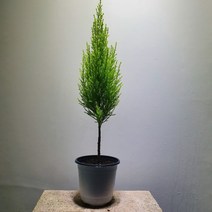 [공룡꽃식물원]핸드메이드 외목대 율마 중품 89