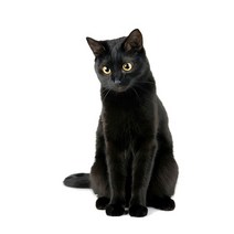 차량용 냉장고 미니 냉온장고 캠핑용 온장고 3Ratels CM29 사랑스러운 고양이 페르시아 Birman Bombay 영국, 12 CM29-13_01 15cm(5.9 inch)