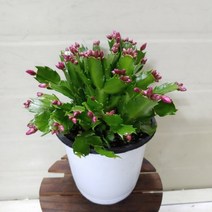 [성심] 게발선인장(빨강)119, 1개