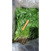 국내재배 고수 향신료 고수 동남아시아야채 고수, 고수 100g