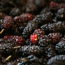 내장산 오디즙 100ml 30포 지리산오디뽕 오디진액