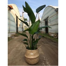 여인초 극락조 대형 130cm 이상 풍성한 수형 농장직송 실내 공기정화식물 관엽 대형 화분 행복한꽃농원