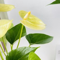 안스리움 바닐라 식물만 기본마사 안시리움 수경재배식물, 1개