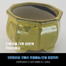 다육 다육화분 - 컬러화분 4개세트, 노랑색