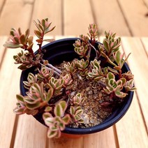 오색기린초 키우기 예쁜 실내 다육 식물1-30 랜덤발송, 단품