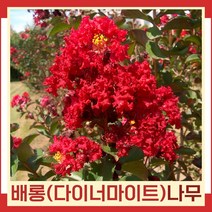 배롱나무 묘목 신품종 다이너마이트 삽목1년생 뿌리묘 3개