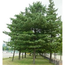 잣나무 50cm 분 2주 묶음 산림수 산림복구 조경수
