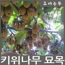 그린키위(헤이워드) 접목1년 나무 묘목 원예