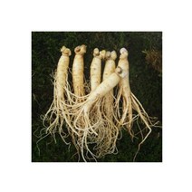 참인삼 수삼 원수삼 왕대 6뿌리내 750g 한채, 세척신청