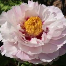 (김잭콩_사장픽) 개량접목 꽃목단(채색국화) 뿌리묘목 1지, 김잭콩사장픽 본상품선택_클릭
