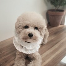 케이프 스카프 귀도리 목도리 넥워머 대형견 아가아가면레이스 케이프, XL