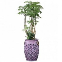 폴리셔스1 관엽식물 실내화초 축하화분 실내식물, 물받침대