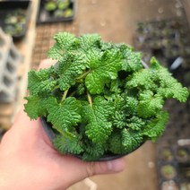 레몬밤 식용 허브 모종 키우기 실내 공기정화식물다육이