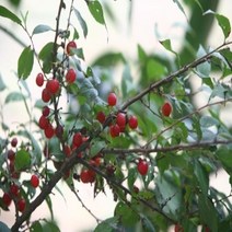 -큳타이스라지 3년생 H0.6-0.8 (산앵두) 묘목 정원가꾸기 꽃나무묘목 꽃나무 조경용묘목-ca판, 본상품선택