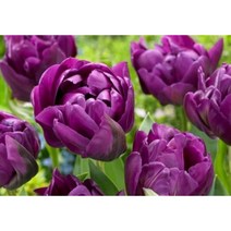 튤립구근10개 네그레타더블 겹꽃