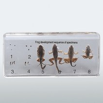 개구리의한살이표본 (수지재질) 8종1조 A-6148 개구리 한살이