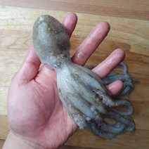 중국산 알쭈꾸미 1kg 샤브샤브 볶음, 1kg(10미내외)