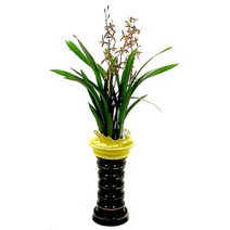 산천보세(OW-4069)[동양란/영전/승진/축하화분]