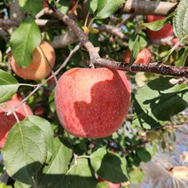 영주사과 꿀부사사과 5kg 22-25과내외