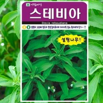 스테비아 50립 / 스테비아씨앗 스테비아종자