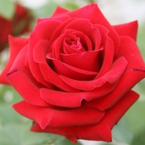충주원예조경 / 유럽 / 사계땅장미 / 루주 메이양 / 개화주, 1개