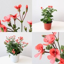 엔젤아이스 랜디 제라늄 식물 모종 마이플랜트, 중품