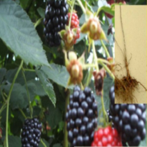 (G)슈퍼블랙베리(가시없는복분자)묘목 삽목1년 2그루