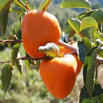 착한가격 나무생각/감나무/개량대봉/야오끼/1등묘/10주, 주