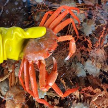 울진 프리미엄 홍게 10미 3kg 고급형 육수용 붉은대게 선주직송 영덕 박달대게, B급 수율50% 생물홍게  10미