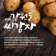 강원도 수미 씨감자 4kg/무료배송/보급종/종자보증/2023년도
