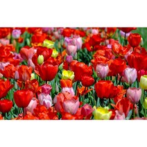 튤립 구근 혼합 50구(12종)(SU), 1개