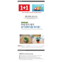 그린플랜트 공기정화식물 애란 1+1