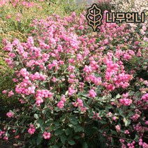 스노우베리 나무언니, 매직컬캔디(2개1세트)