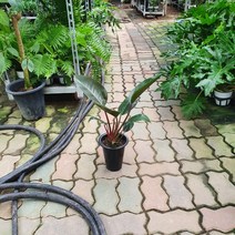 꽃백화점 레드콩고 중품 30~50cm 69, 1개