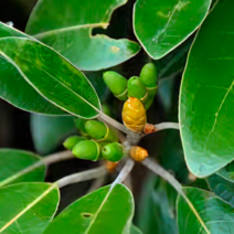까마귀쪽 나무 묘목 (관절영양제 / 해안지방 가로수) 까만열매 하마비와 / 6치 포트묘 TT53, 1개
