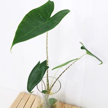 러브코리아 알로카시아 제브리나 키우기 이끼 수경재배 실내공기정화식물, 단품