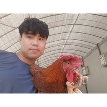 육수용닭 업소용닭 폐계닭 노계닭 산란닭 10마리(냉동- 마리당 1.3kg내외)
