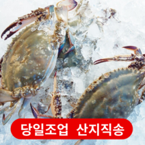 서해안 태안 꽃게 1kg ~ 6kg 가을 봄 활꽃게 손질 톱밥 숫 암 꽃게 냉동 급냉 절단 꽃개, [산지직송] 활꽃게 대 (3~5미)  6kg