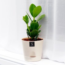 아침향기 공기정화식물 기능성 에코화분 아이보리, (에코화분/아이보리) 크루시아, 1개