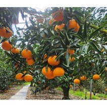 제주 고당도 천혜향 5kg 10kg 소중과 혼합 제철과일 가정용, 제주 고당도 천혜향 5kg 소중과 혼합