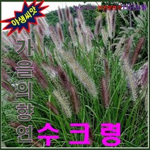 산약초씨앗-낭만초-질랑풀-가을의 향연 - 수크령 1kg, 상세페이지 참조, 상세페이지 참조, 상세페이지 참조